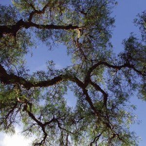 TREE BRANCH 2 ~ 8" X 10" photo